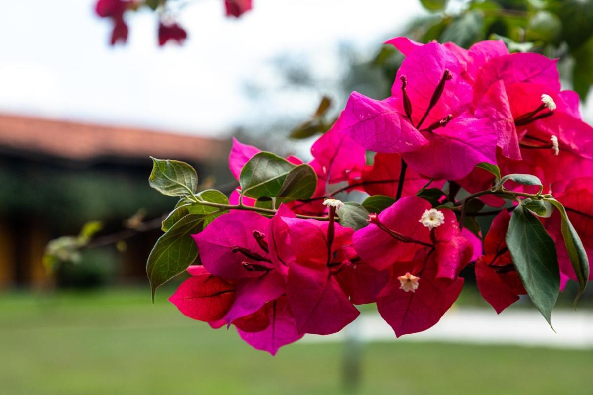 Fazenda Hotel Candeal Conceicao de Jacuipe エクステリア 写真