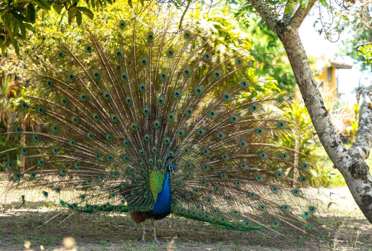 Fazenda Hotel Candeal Conceicao de Jacuipe エクステリア 写真