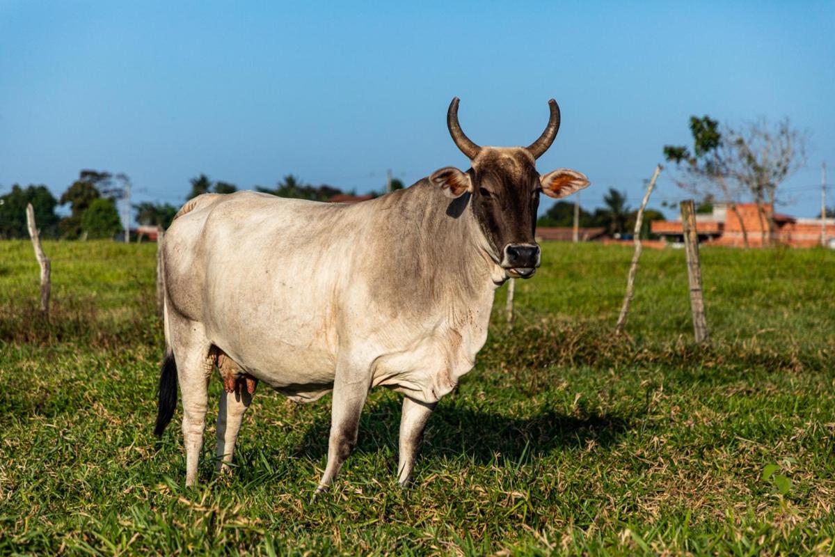 Fazenda Hotel Candeal Conceicao de Jacuipe エクステリア 写真